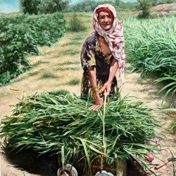 An oil painting on canvas depicting the sugarcane harvest, measuring 70 × 50 cm, by the visual artist Adnan Jaman