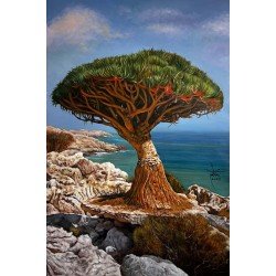An oil painting on canvas of the Dragon’s Blood Tree in Socotra, measuring 122 × 80 cm, by the visual artist Adnan Jaman.